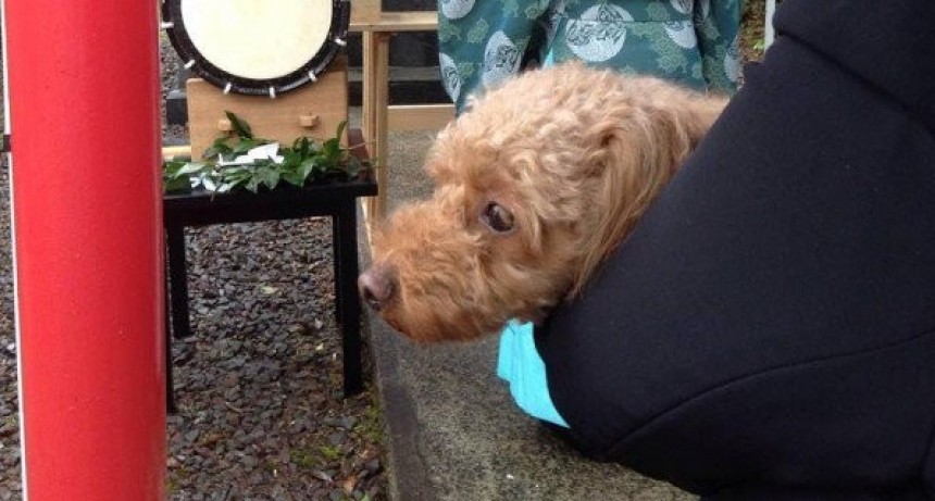 Un Spa exorciza perros en Jap&oacute;n