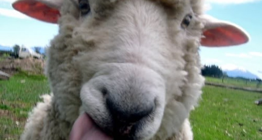 Ovejas se comieron una plantaci&oacute;n de marihuana