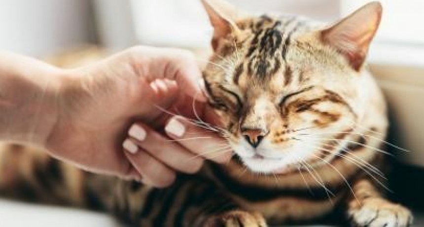 Gata consigue r&eacute;cord Guinness en ronronear