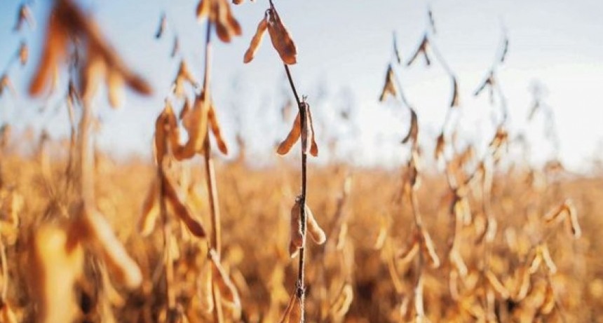 Declararon desastre agropecuario para los departamentos del norte