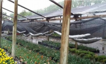 Emergencia agropecuaria en Colonia Caroya por una fuerte tormenta de granizo 