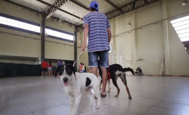 Castraci&oacute;n de mascotas en Santo Tom&eacute;