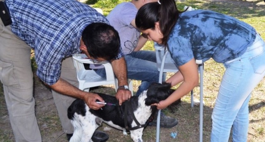 Vacunaci&oacute;n antirr&aacute;bica en vecinal Santo Tom&aacute;s de Aquino de Santo Tom&eacute;