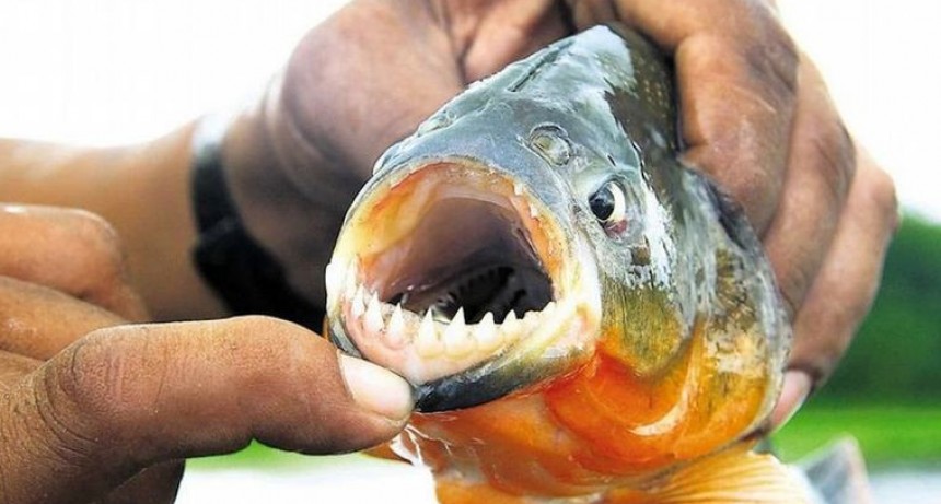 M&aacute;s de 20 personas atacadas por palometas en la costanera este