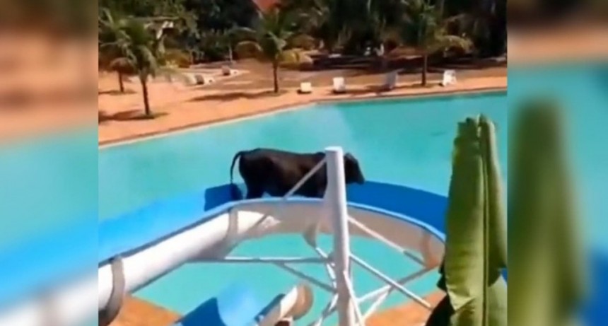 Una vaca qued&oacute; atrapada en un tobog&aacute;n acu&aacute;tico
