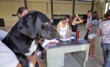 Vacunaci&oacute;n antirr&aacute;bica en Santo Tom&eacute; 