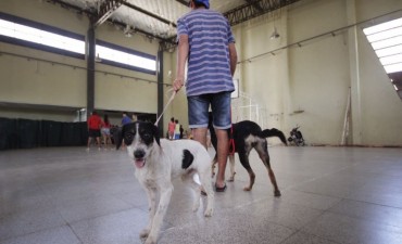 Castraci&oacute;n de mascotas en barrio Zaspe de Santo Tom&eacute;