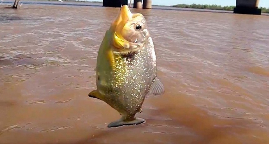 Preocupa el ataque de palometas