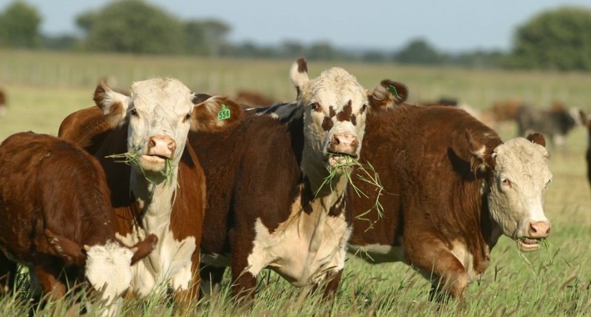 Detenidos por estafar a productores ganaderos en m&aacute;s de 5 millones de pesos