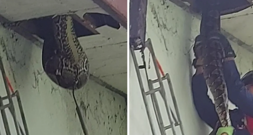 Bomberos sacaron una serpiente del techo de una casa en Indonesia
