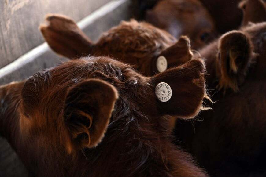 Productores rurales rechazan la obligatoriedad de la caravana electr&oacute;nica 