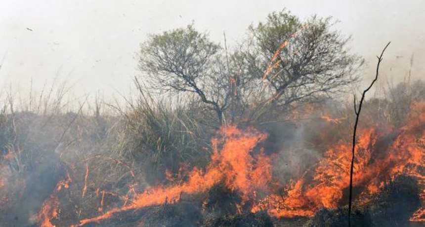 Baj&oacute; un 50% la intervenci&oacute;n de bomberos por quema de pastizales